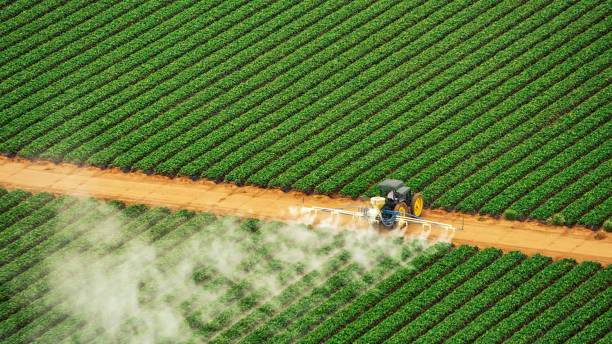 Best Wasp Removal Services  in Sorrento, LA